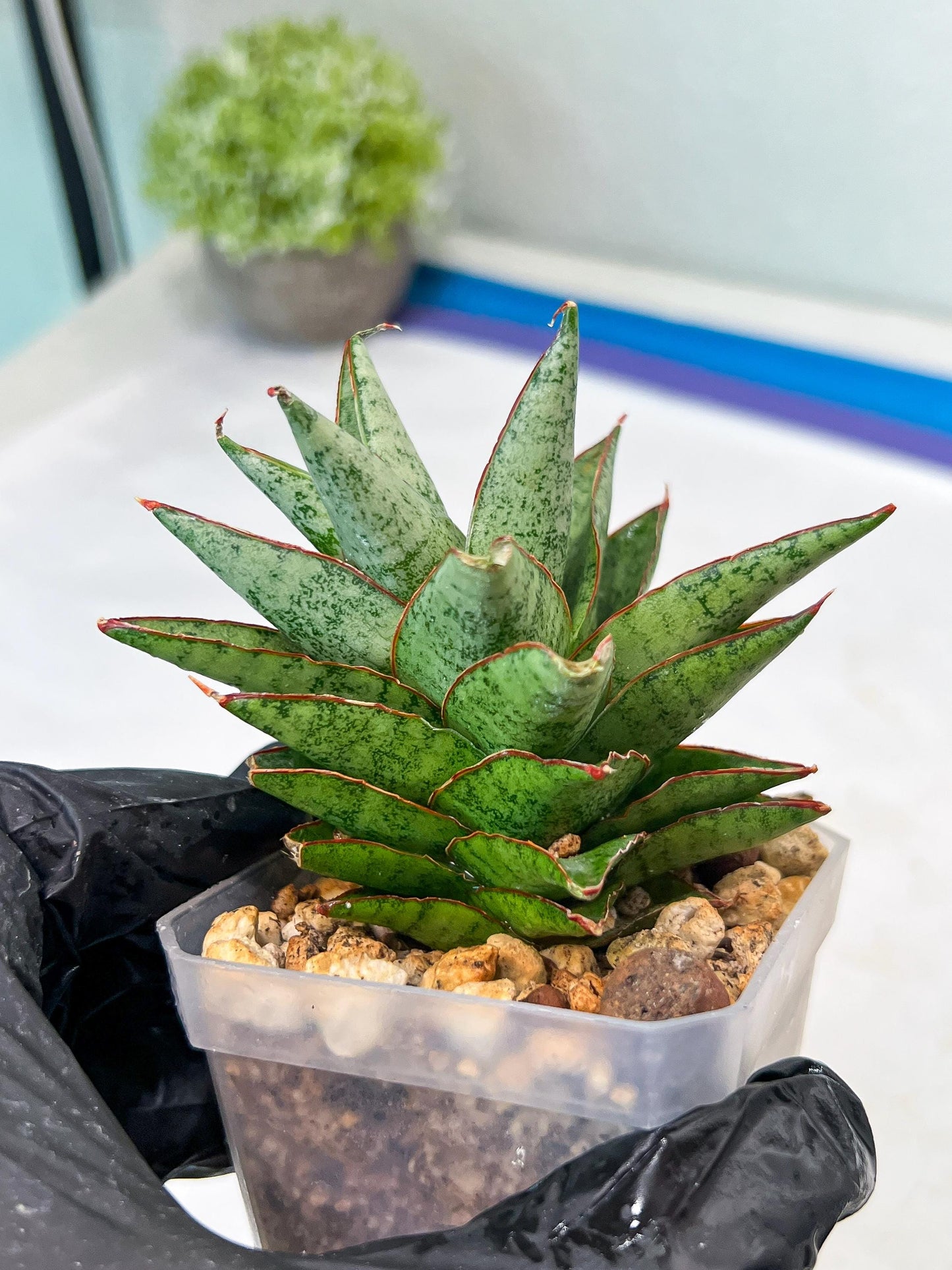 Sansevieria Lotus (#Ha75) | Imported Hybrids