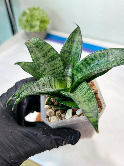 Sansevieria Mayang (#Ha76) | Imported Hybrids