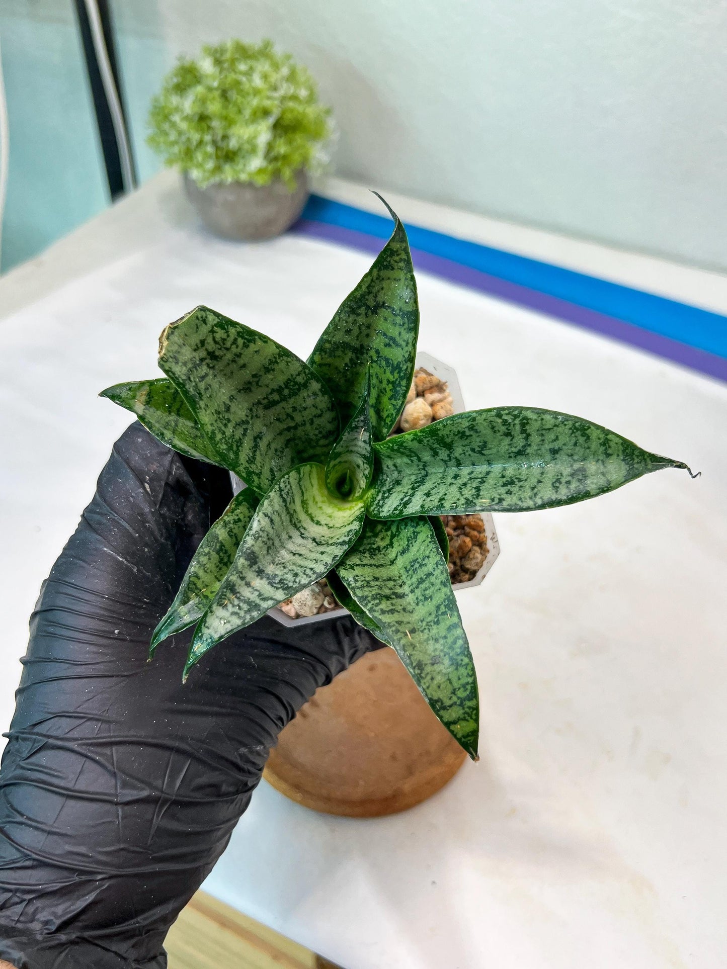 Sansevieria Mayang (#Ha76) | Imported Hybrids