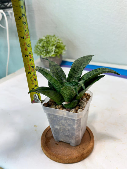 Sansevieria Mayang (#Ha76) | Imported Hybrids