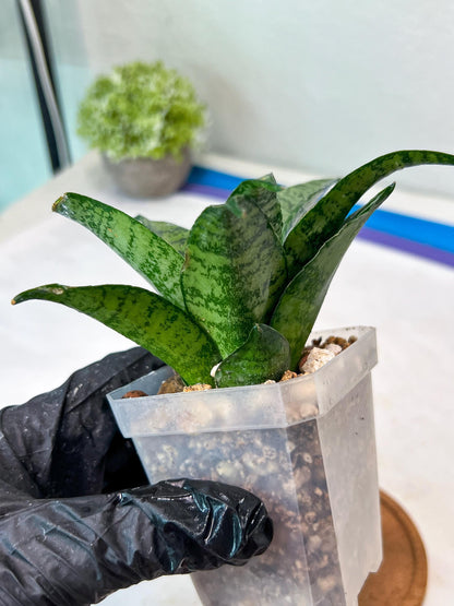 Sansevieria Mayang (#Ha76) | Imported Hybrids