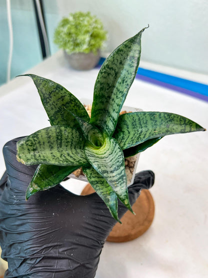 Sansevieria Mayang (#Ha76) | Imported Hybrids