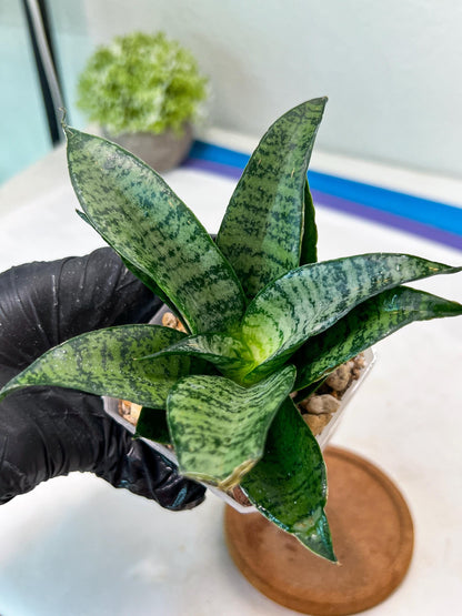 Sansevieria Mayang (#Ha76) | Imported Hybrids