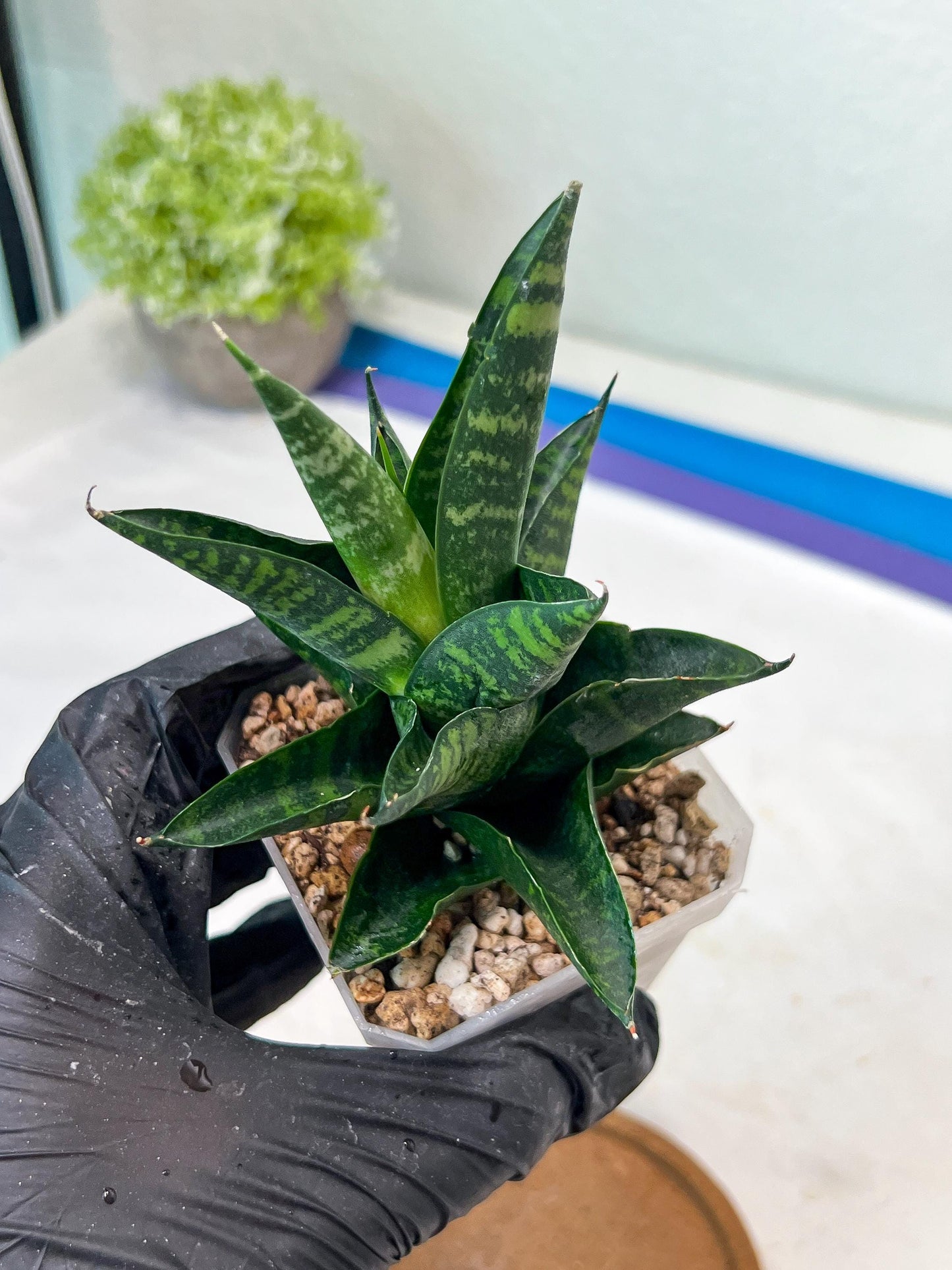 Sansevieria Motomo x Boncel (#Ha78) | Imported Hybrids