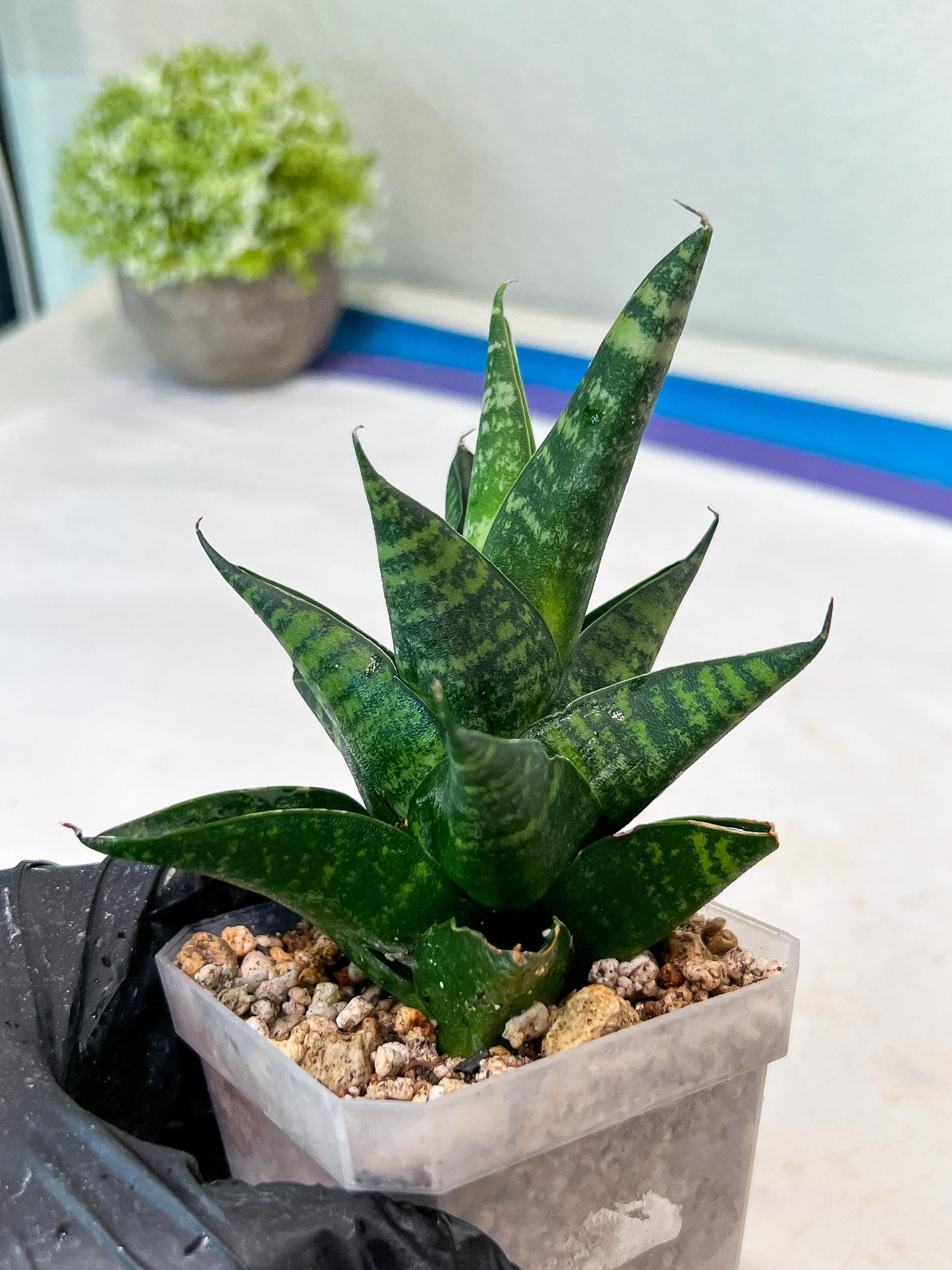Sansevieria Motomo x Boncel (#Ha78) | Imported Hybrids
