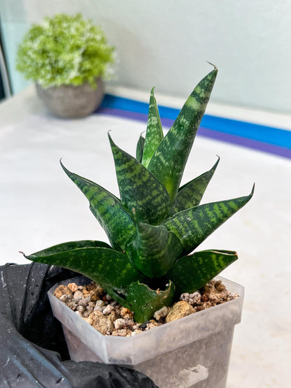 Sansevieria Motomo x Boncel (#Ha78) | Imported Hybrids