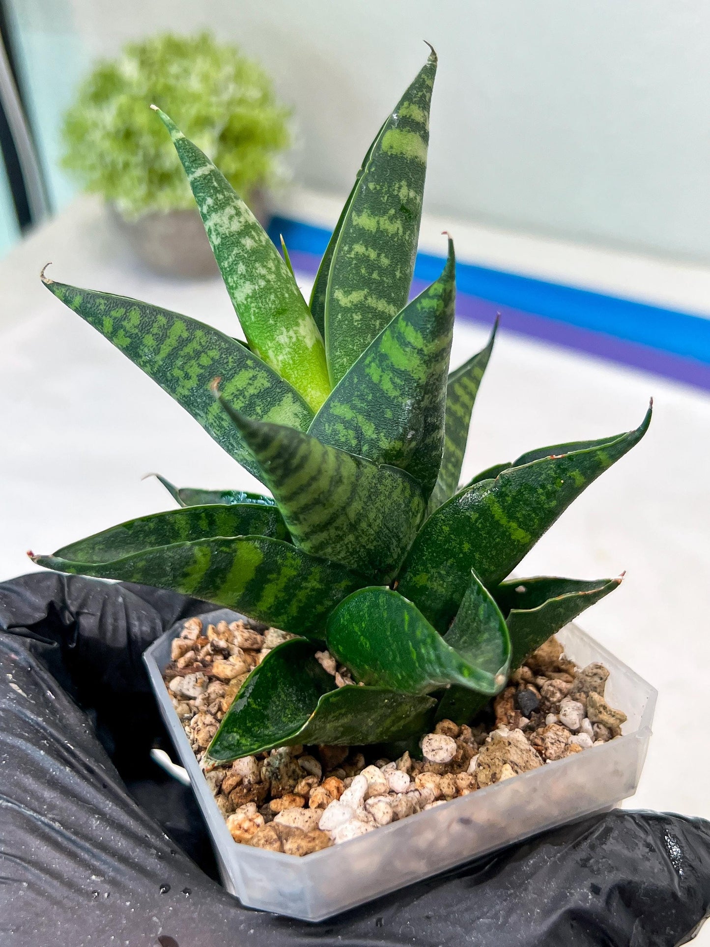 Sansevieria Motomo x Boncel (#Ha78) | Imported Hybrids