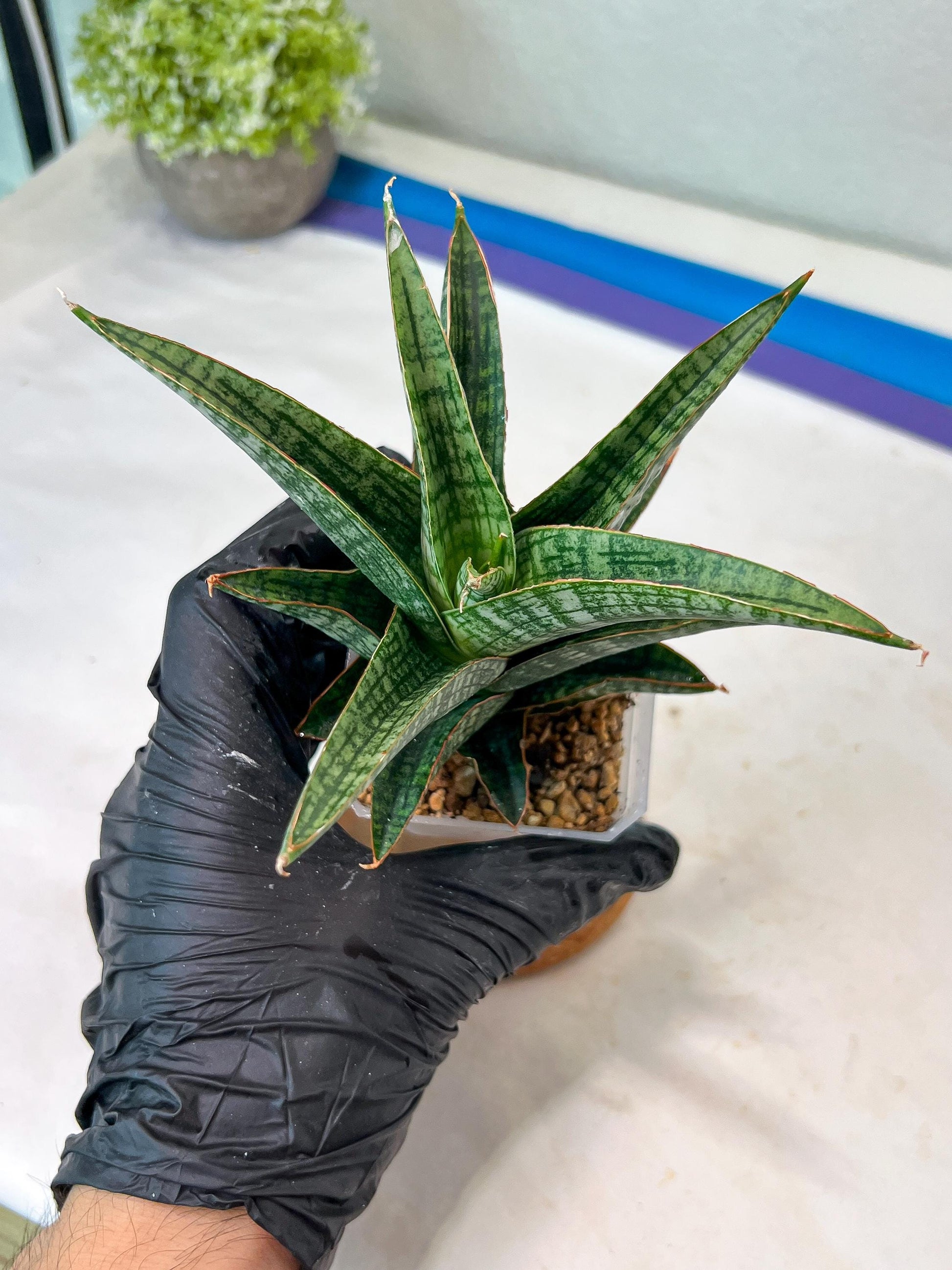 Sansevieria Samosir (#Ha82) | Imported Hybrids
