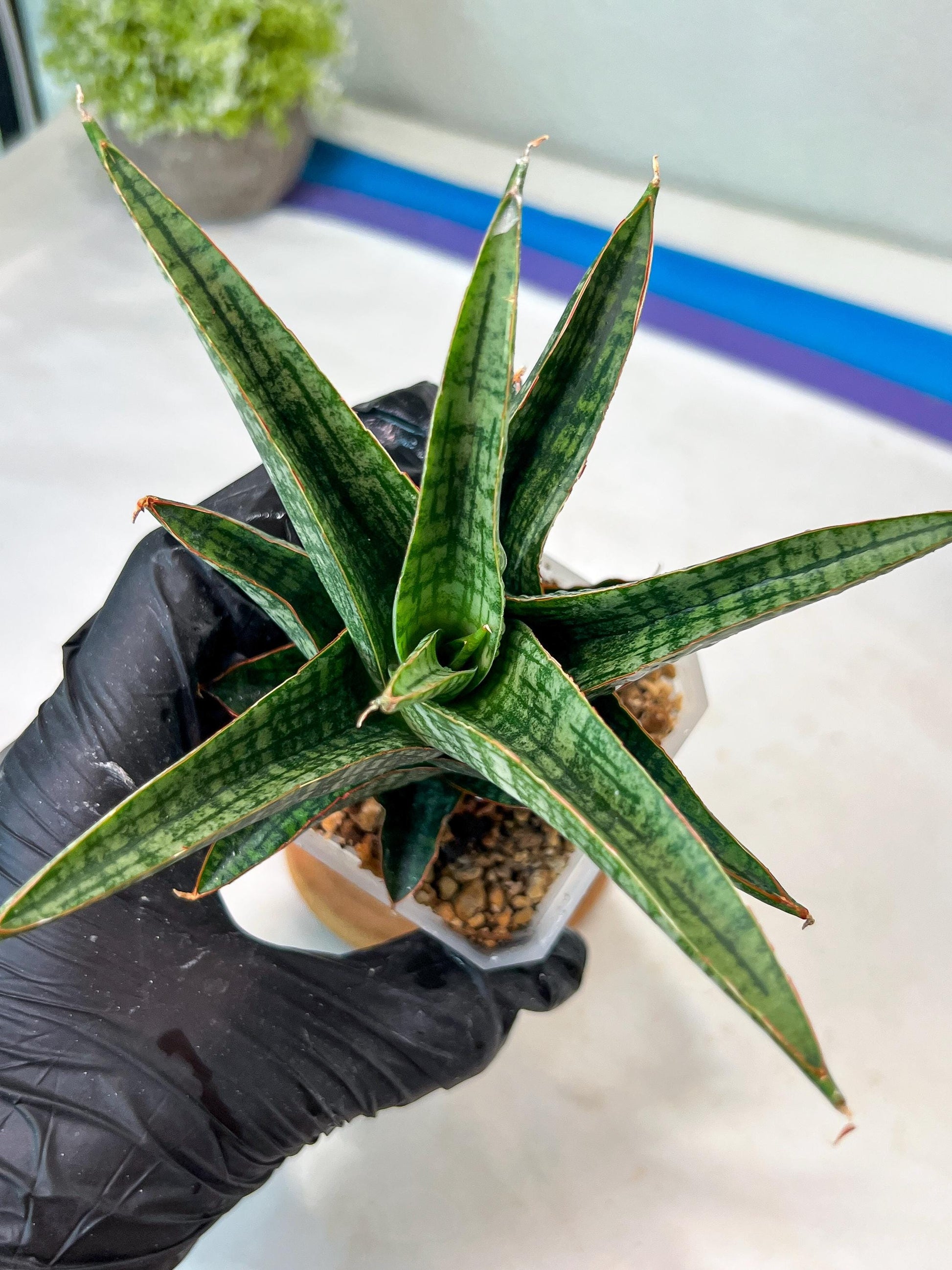 Sansevieria Samosir (#Ha82) | Imported Hybrids