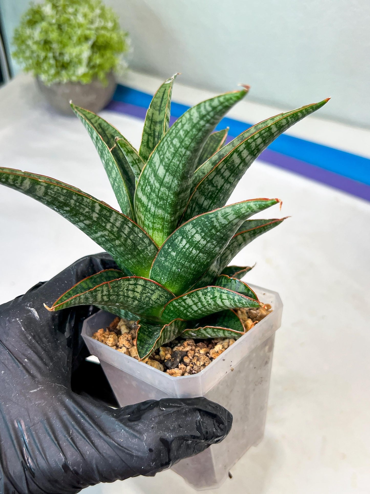 Sansevieria Samosir (#Ha82) | Imported Hybrids