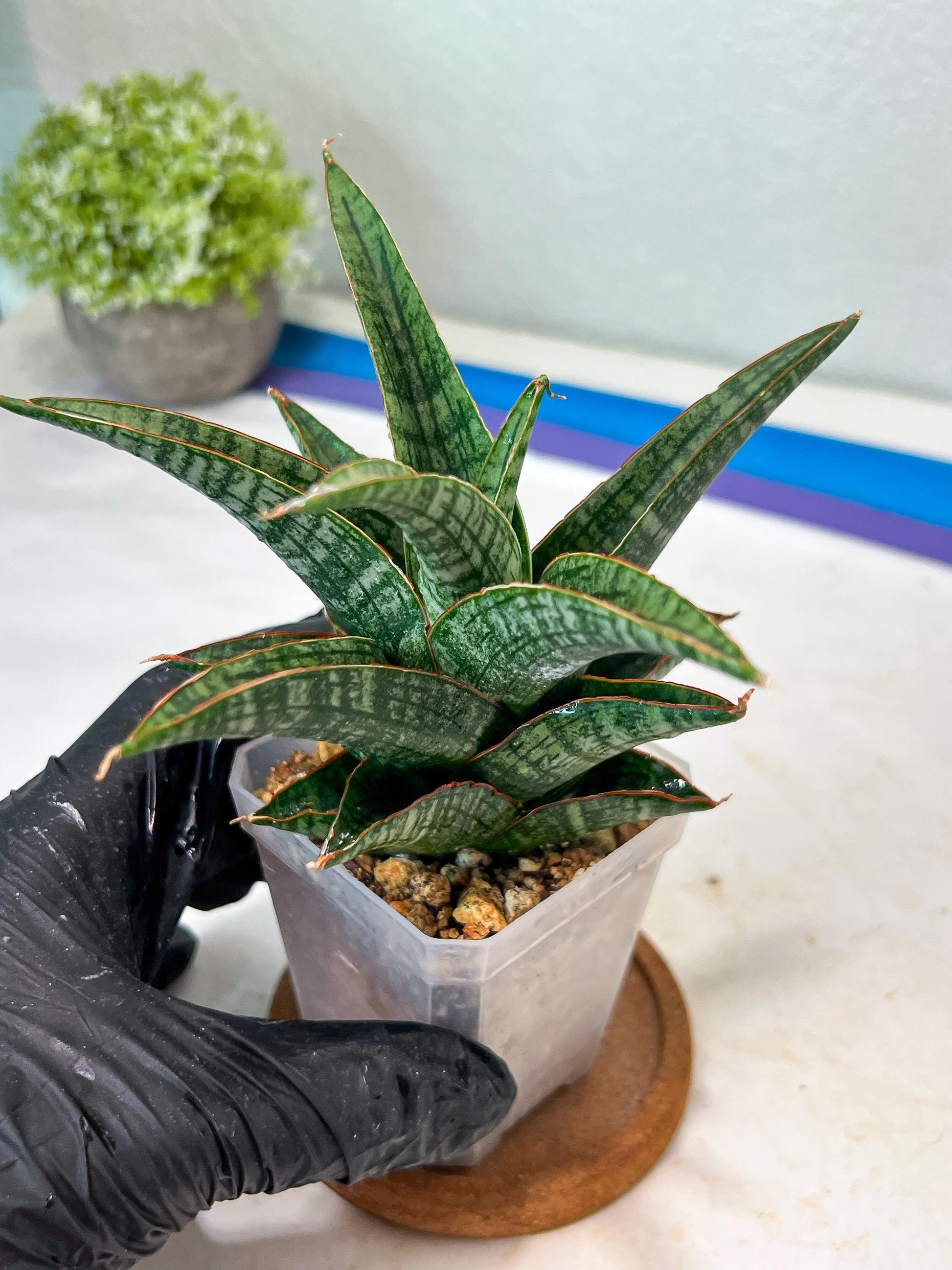 Sansevieria Samosir (#Ha82) | Imported Hybrids