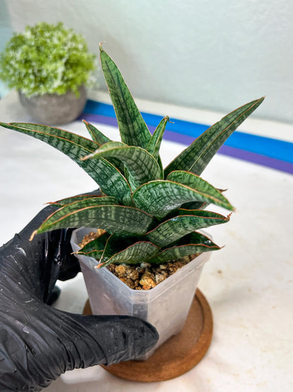 Sansevieria Samosir (#Ha82) | Imported Hybrids