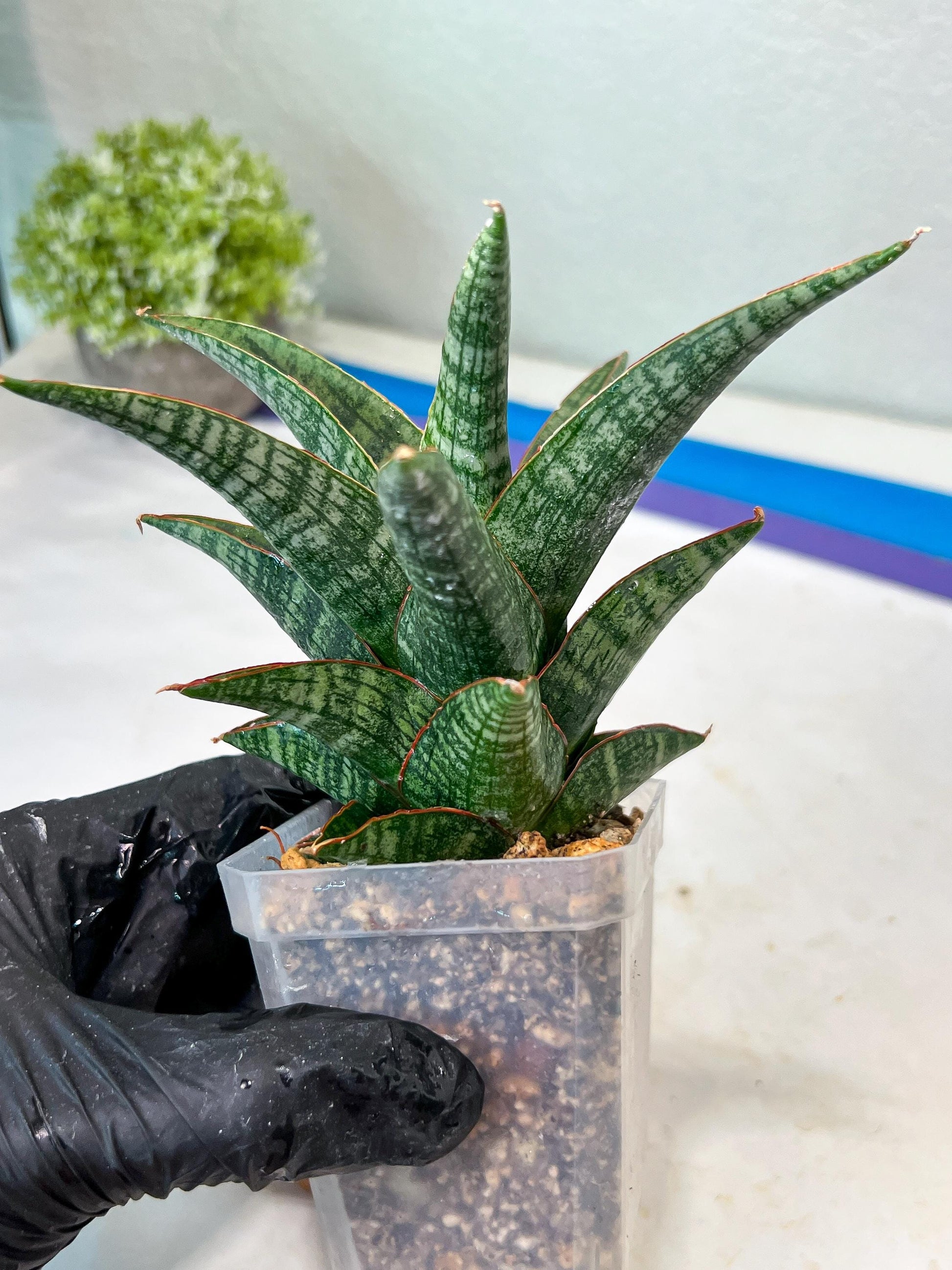 Sansevieria Samosir (#Ha82) | Imported Hybrids