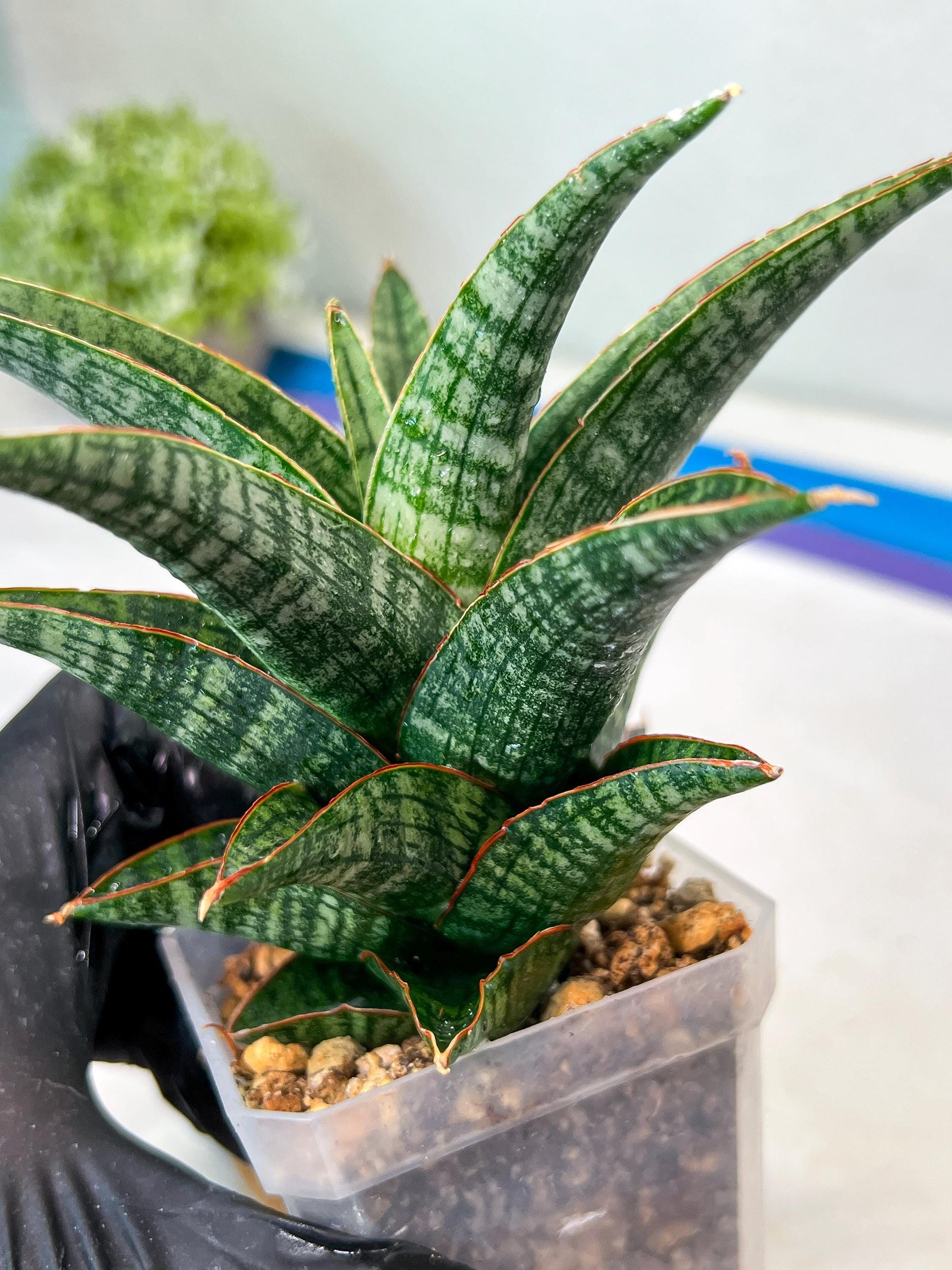 Sansevieria Samosir (#Ha82) | Imported Hybrids