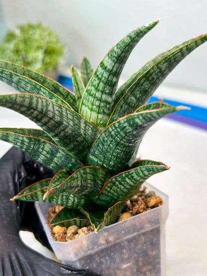 Sansevieria Samosir (#Ha82) | Imported Hybrids