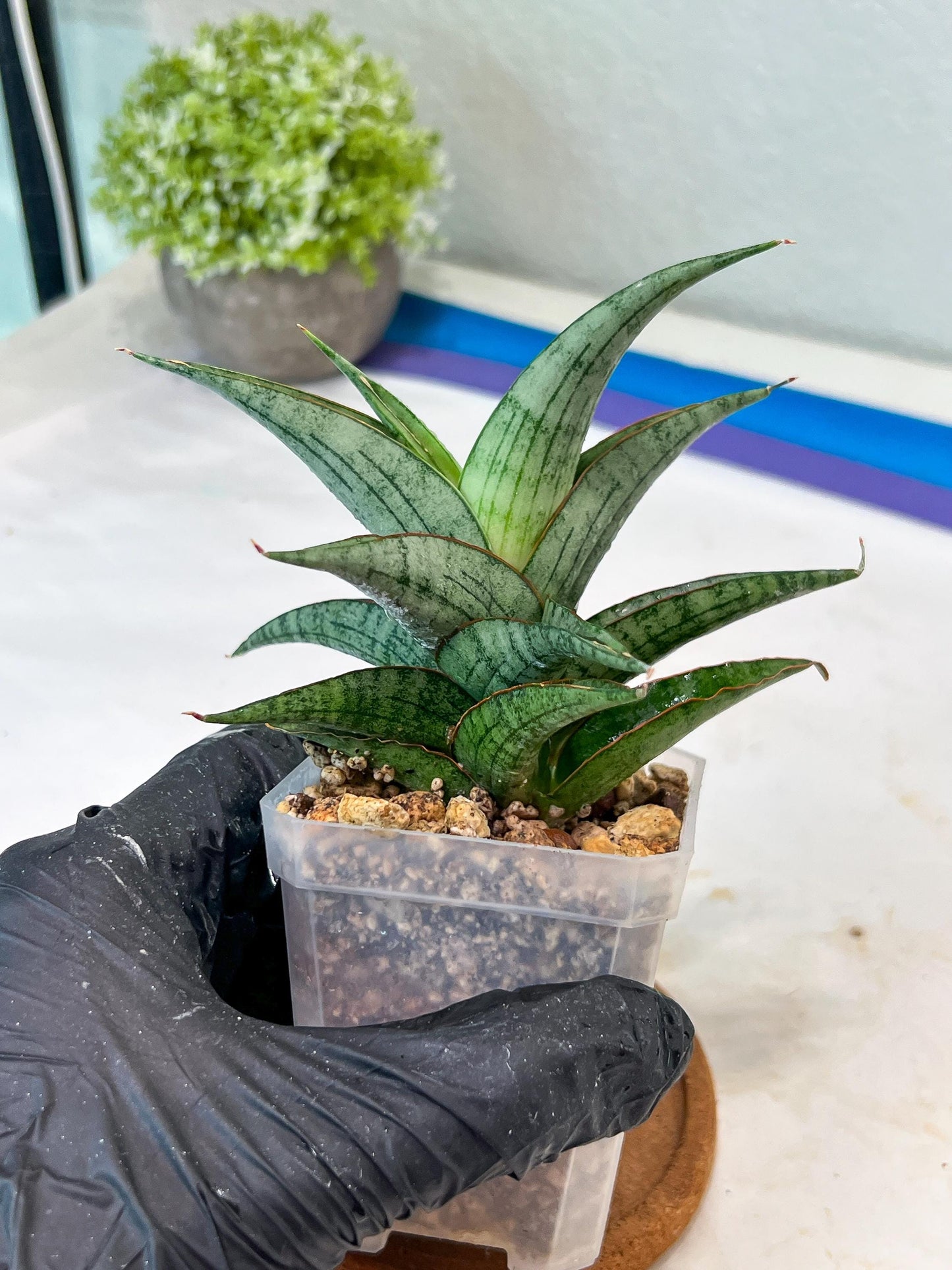 Sansevieria Serayu (#Ha83) | Imported Hybrids