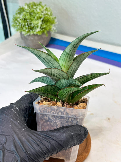 Sansevieria Serayu (#Ha83) | Imported Hybrids