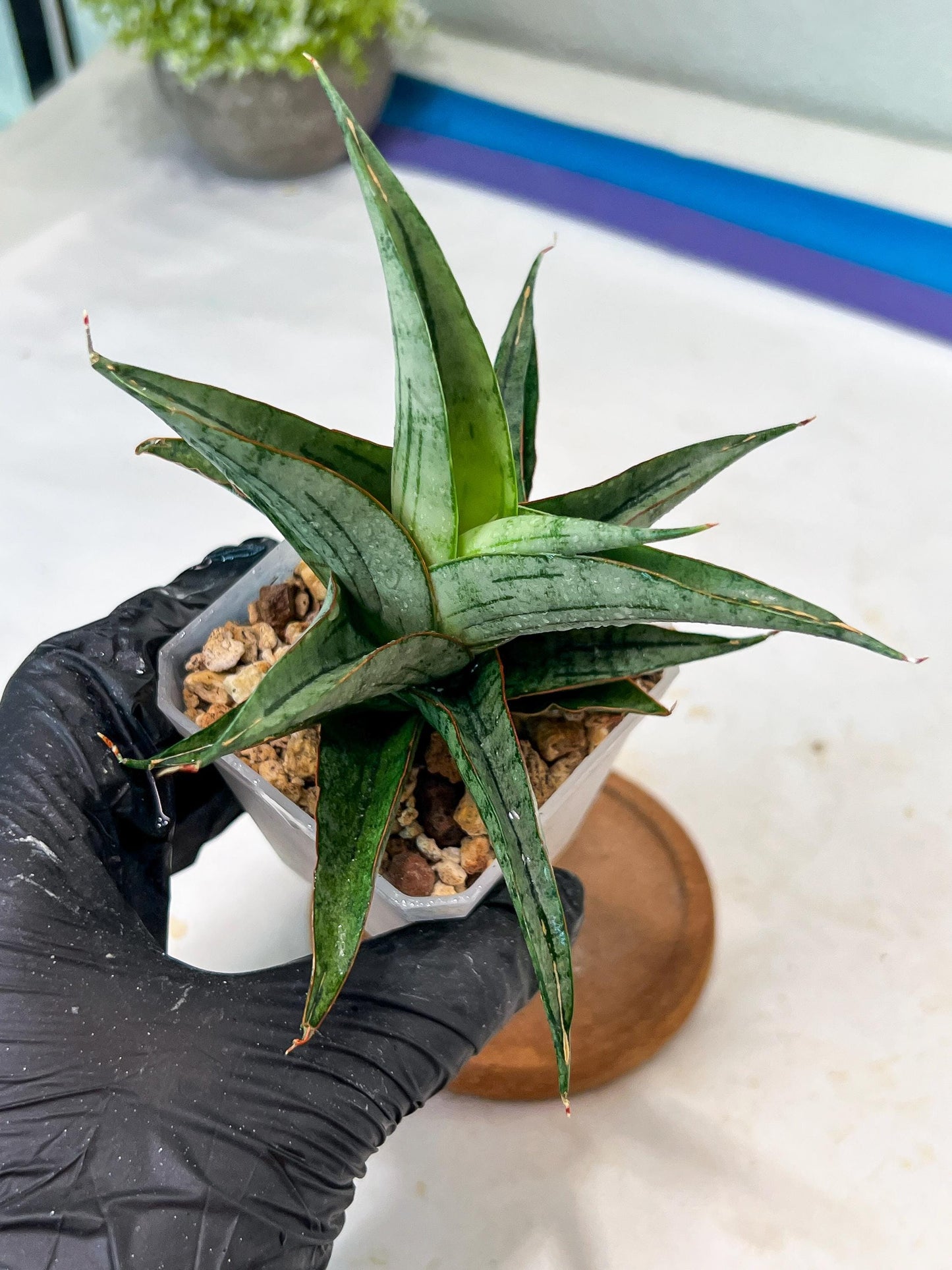 Sansevieria Serayu (#Ha83) | Imported Hybrids