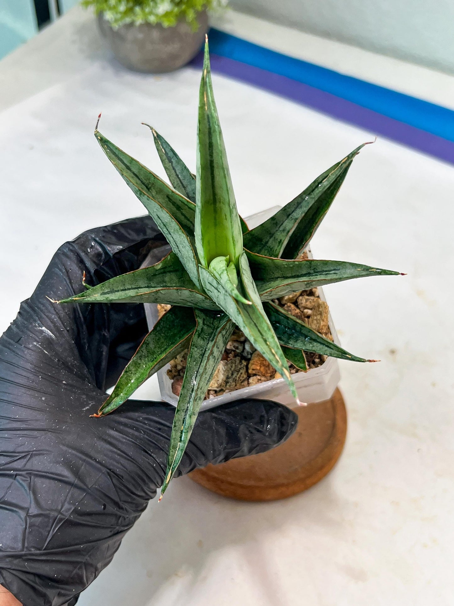 Sansevieria Serayu (#Ha83) | Imported Hybrids