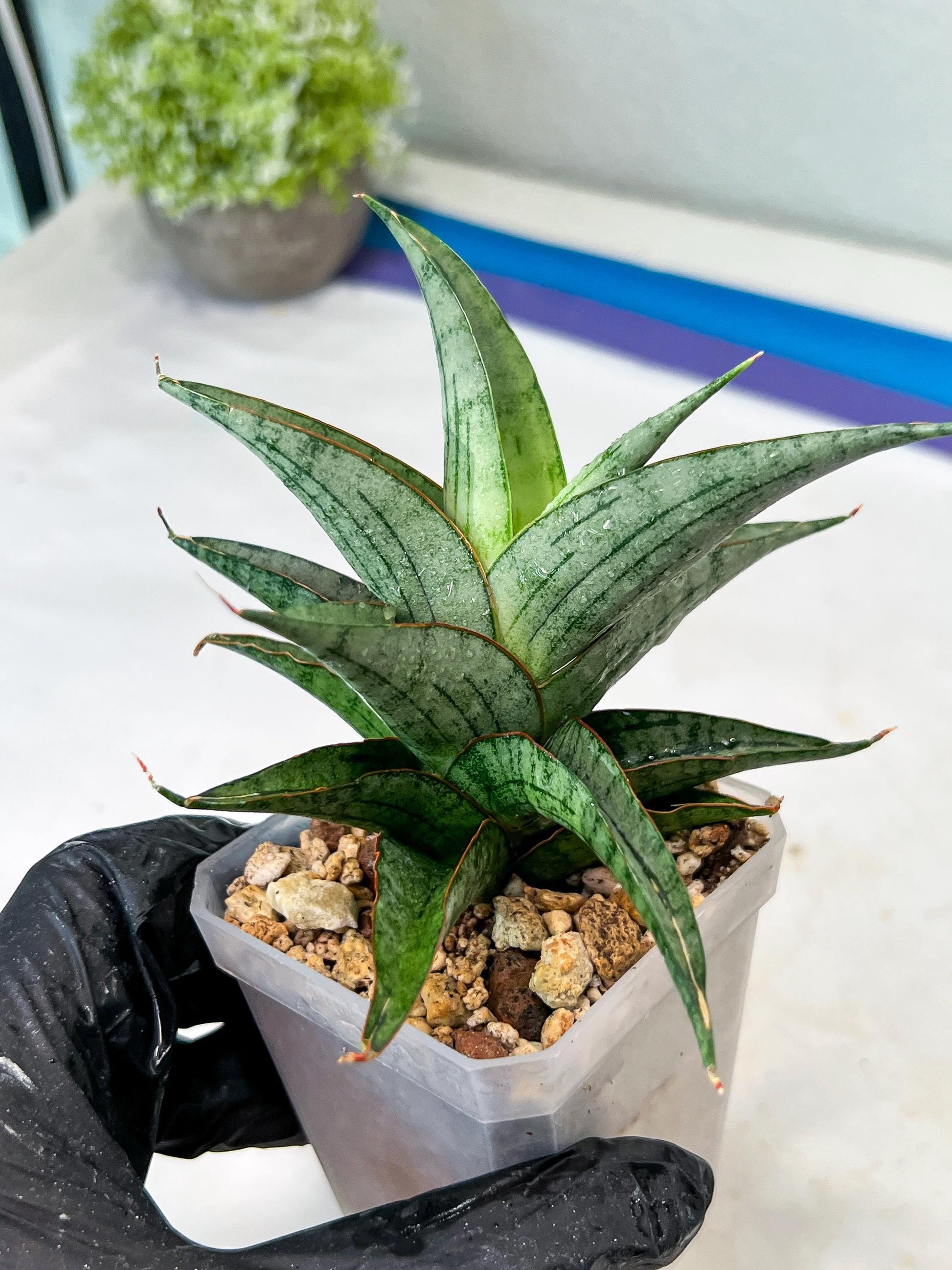 Sansevieria Serayu (#Ha83) | Imported Hybrids
