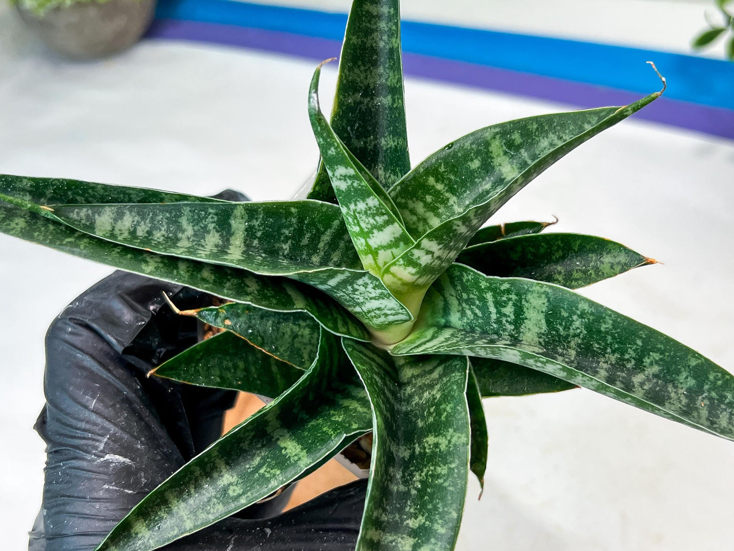 sansevieria Silver Light Mottled (#Ha85) | Imported Hybrids