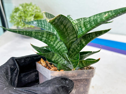 sansevieria Silver Light Mottled (#Ha85) | Imported Hybrids