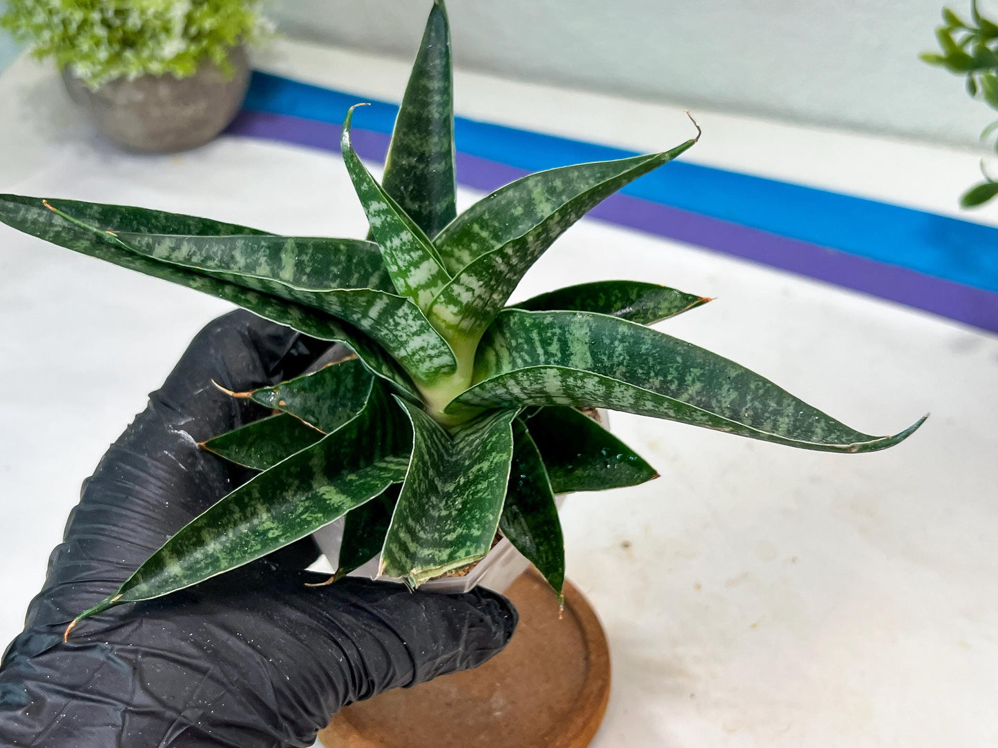 sansevieria Silver Light Mottled (#Ha85) | Imported Hybrids