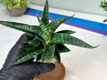 sansevieria Silver Light Mottled (#Ha85) | Imported Hybrids