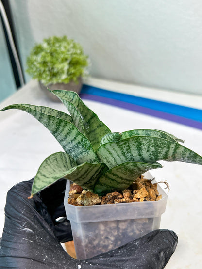 Sansevieria Tamara (#Ha87) | Imported Hybrids