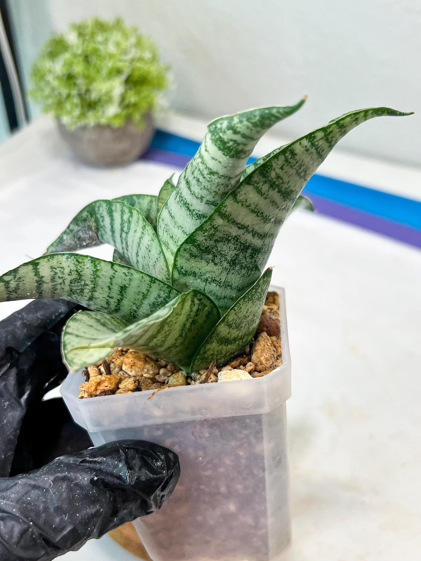 Sansevieria Tamara (#Ha87) | Imported Hybrids