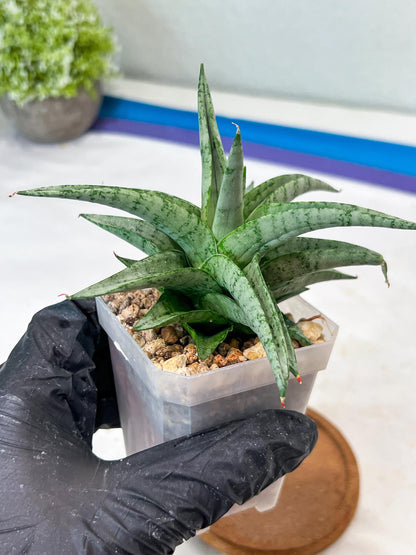 Sansevieria Via (#Ha89) | Imported Hybrids