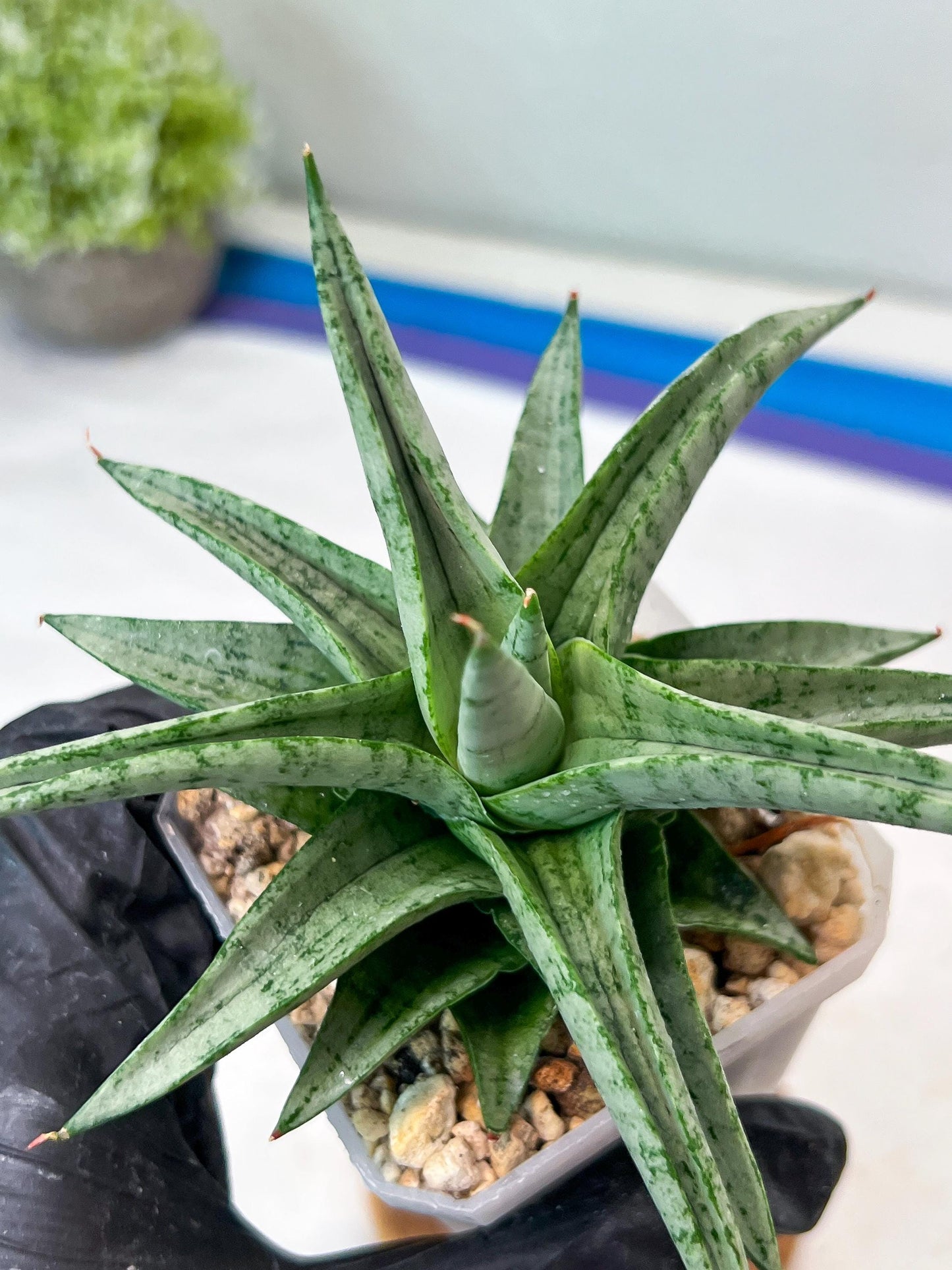 Sansevieria Via (#Ha89) | Imported Hybrids