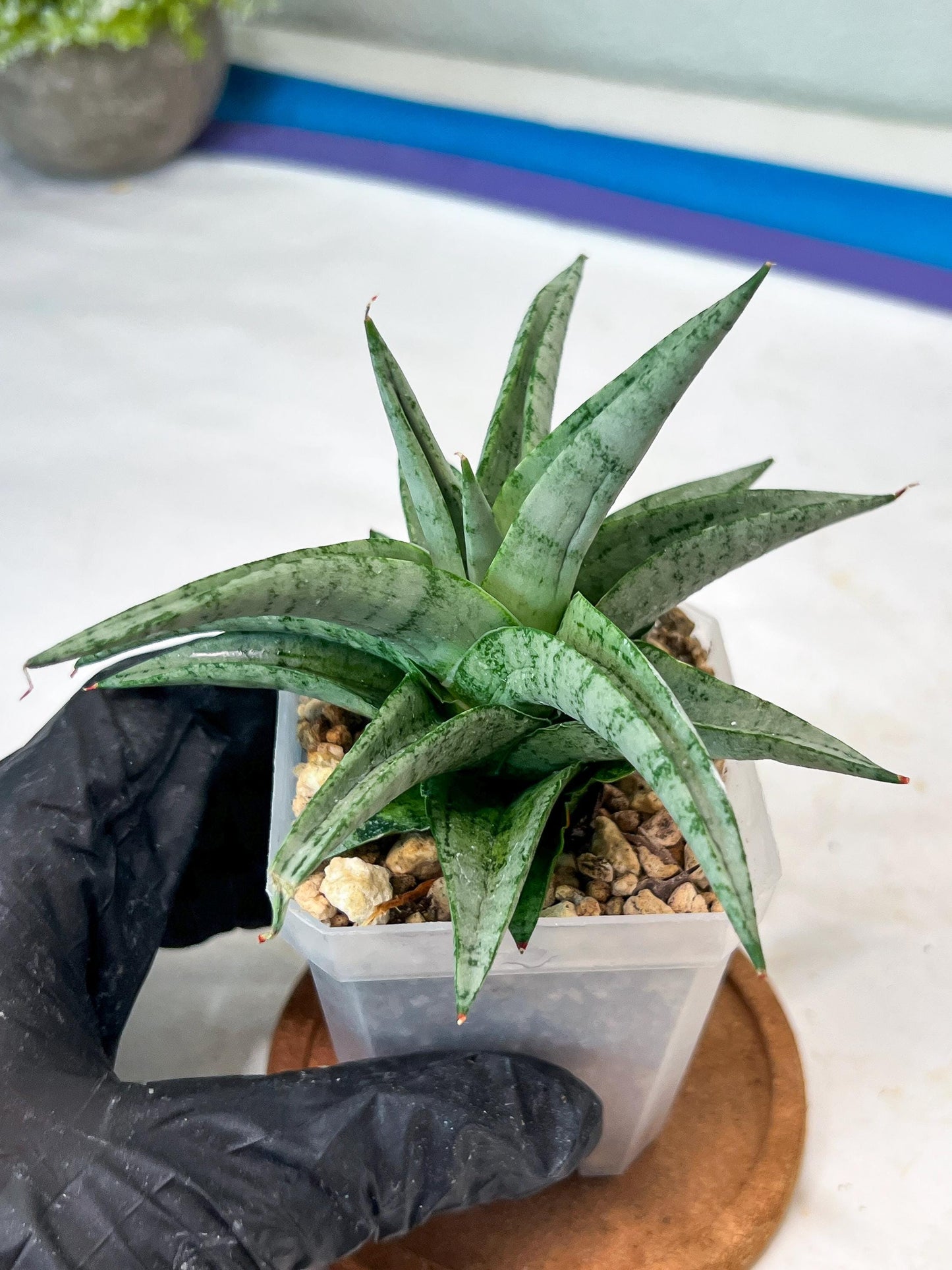 Sansevieria Via (#Ha89) | Imported Hybrids