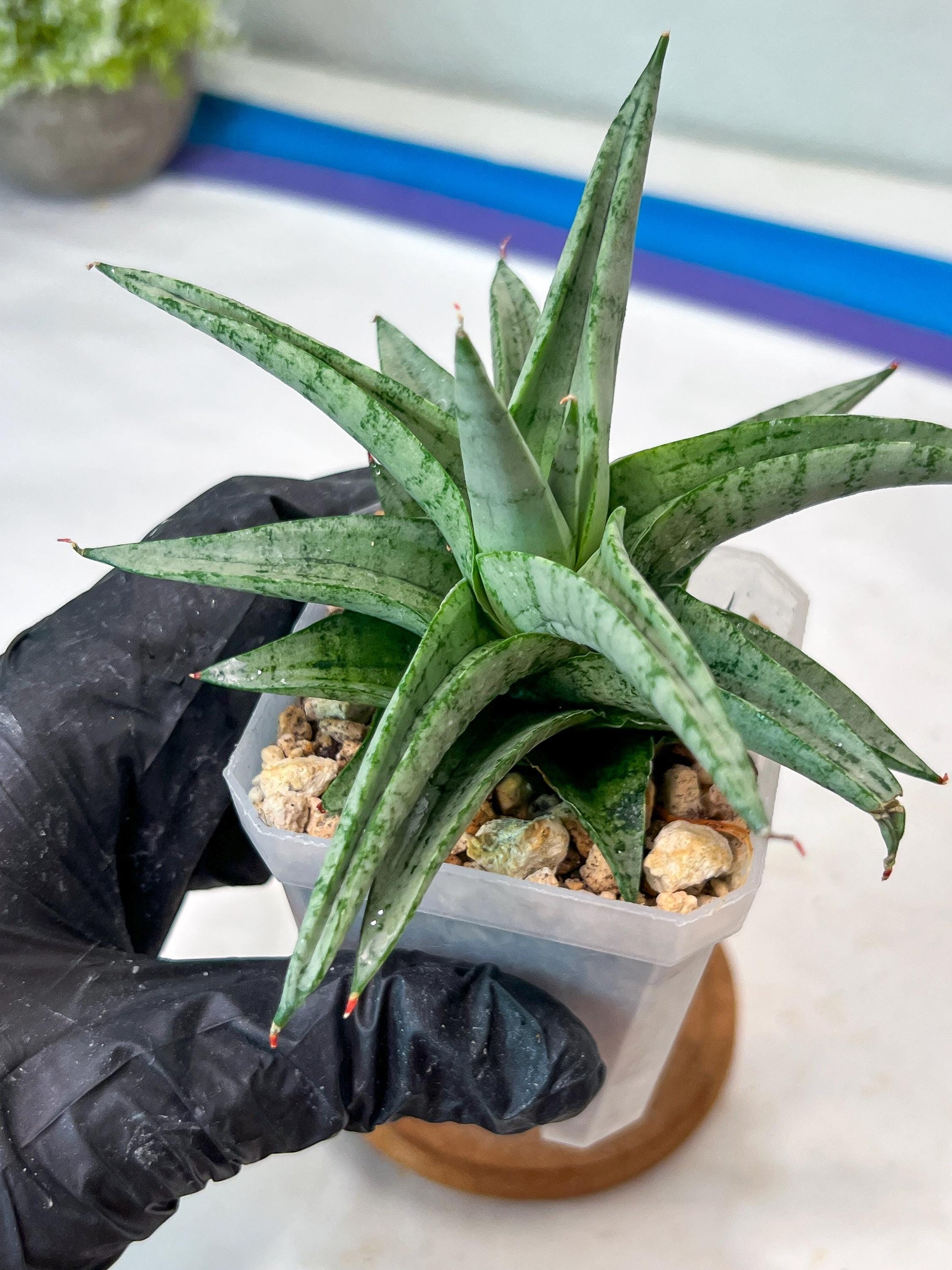 Sansevieria Via (#Ha89) | Imported Hybrids