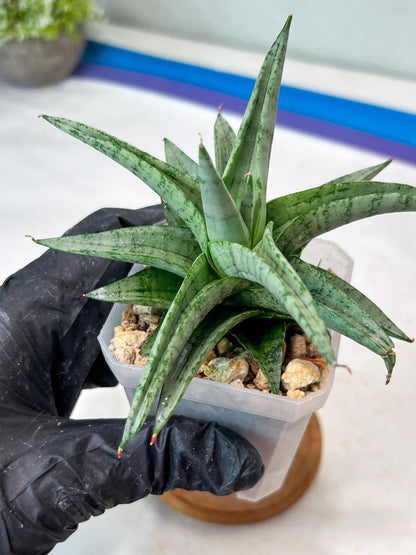 Sansevieria Via (#Ha89) | Imported Hybrids