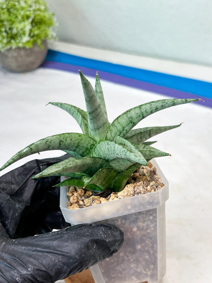 Sansevieria Via (#Ha89) | Imported Hybrids