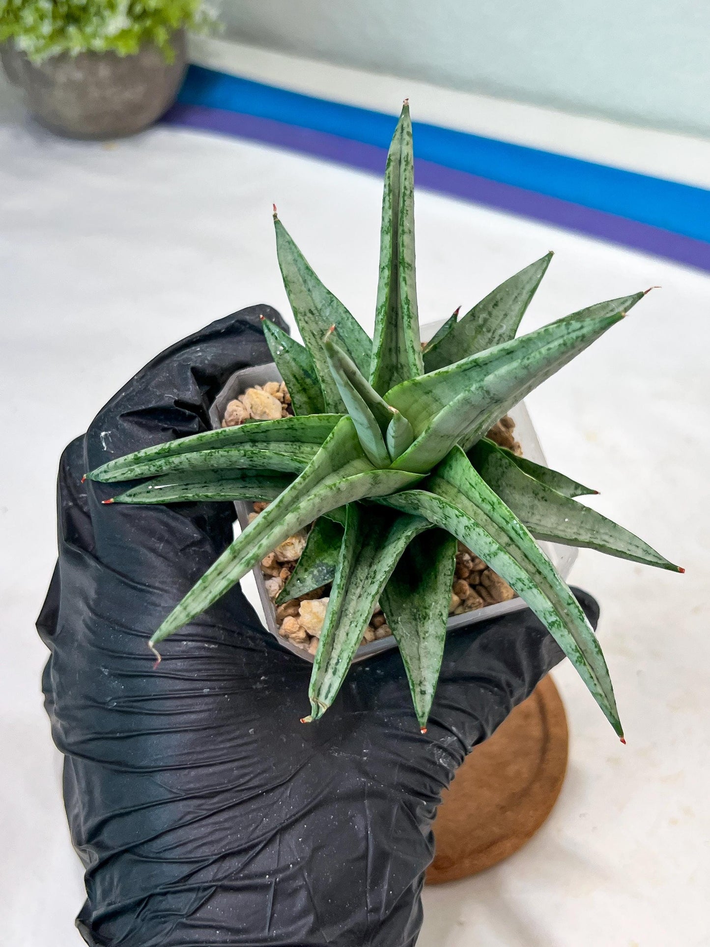 Sansevieria Via (#Ha89) | Imported Hybrids