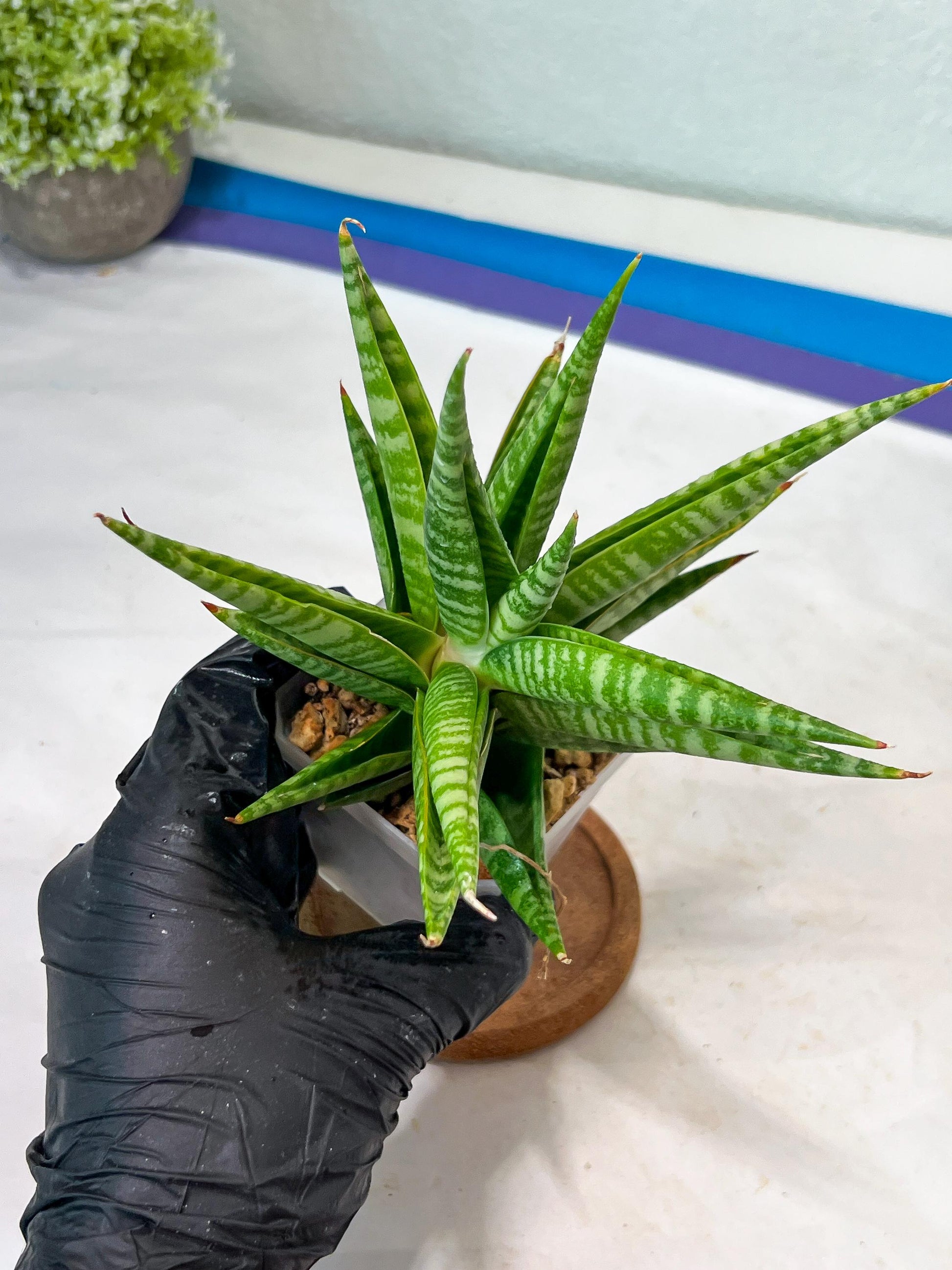 Sansevieria Wali (#Ha90) | Imported Hybrids