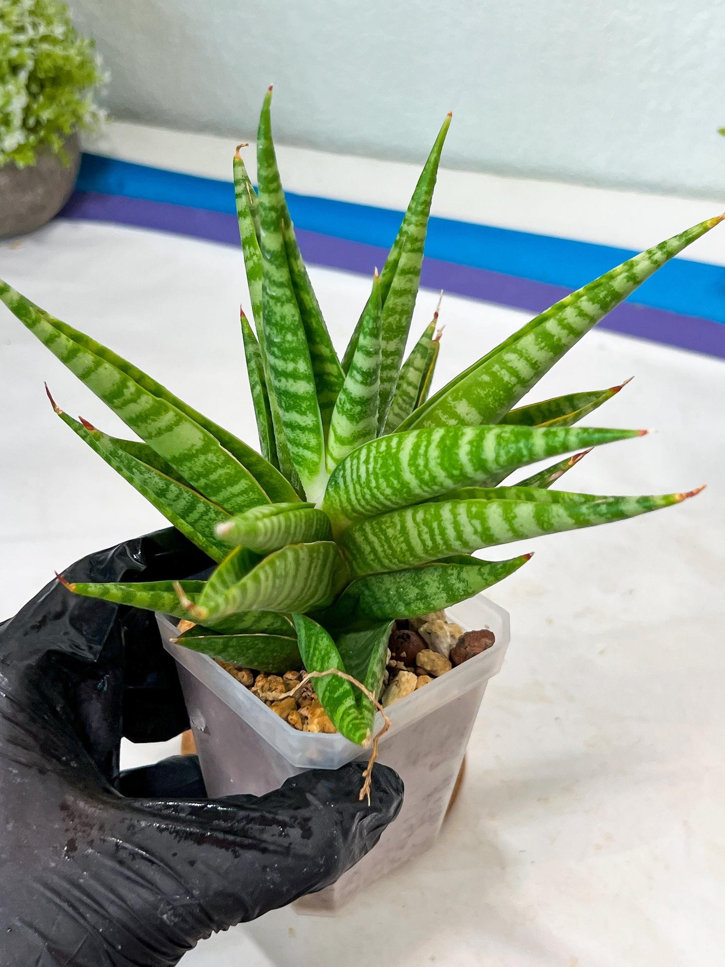 Sansevieria Wali (#Ha90) | Imported Hybrids