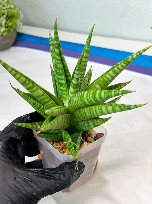 Sansevieria Wali (#Ha90) | Imported Hybrids