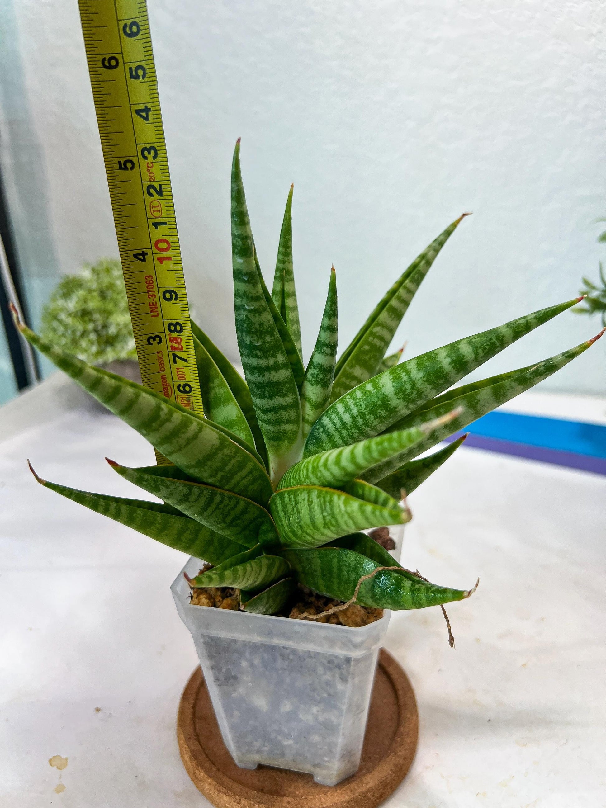 Sansevieria Wali (#Ha90) | Imported Hybrids