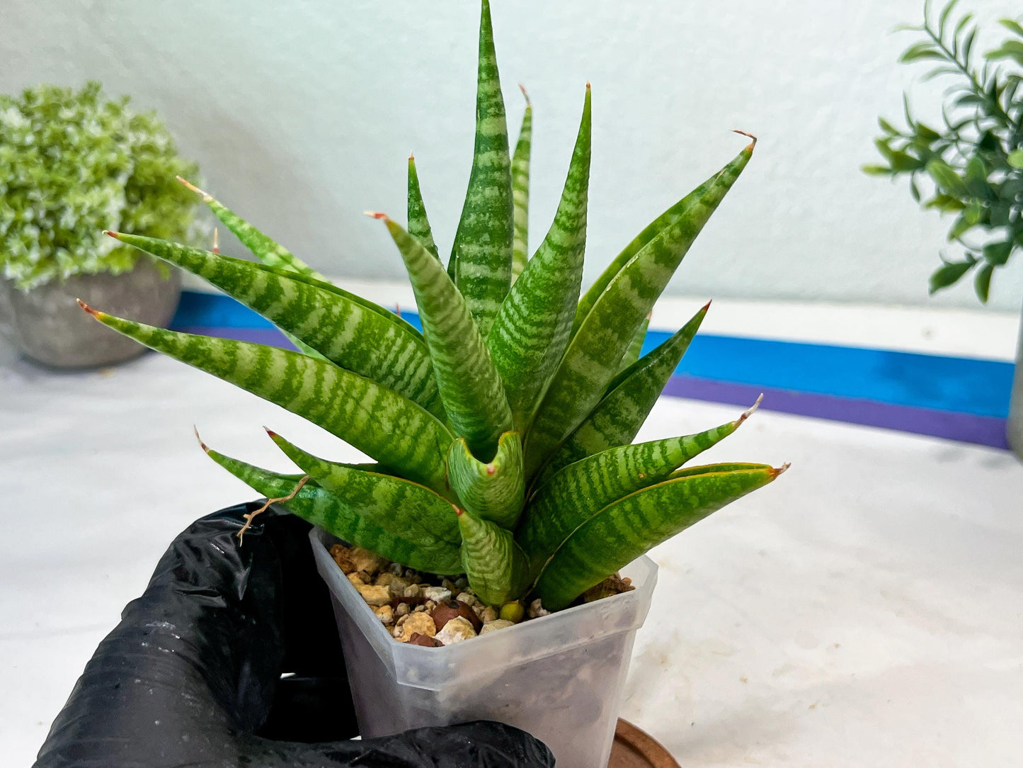 Sansevieria Wali (#Ha90) | Imported Hybrids