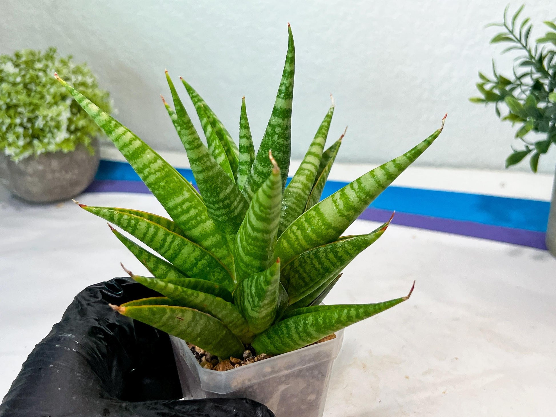 Sansevieria Wali (#Ha90) | Imported Hybrids