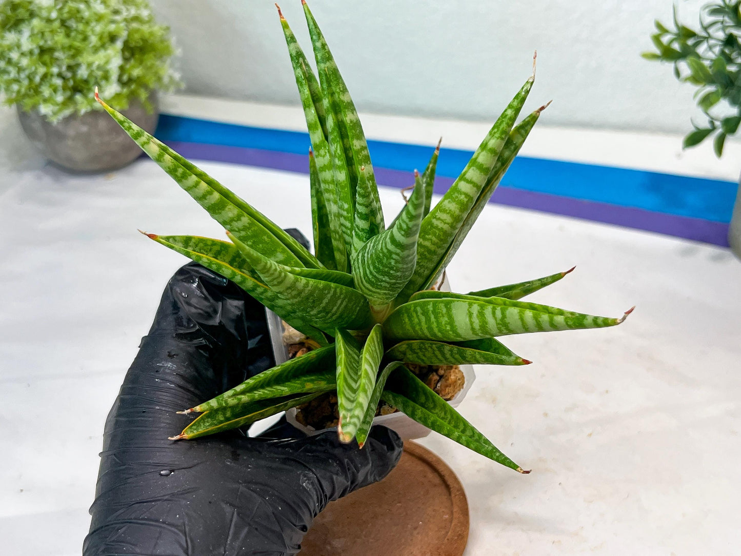 Sansevieria Wali (#Ha90) | Imported Hybrids