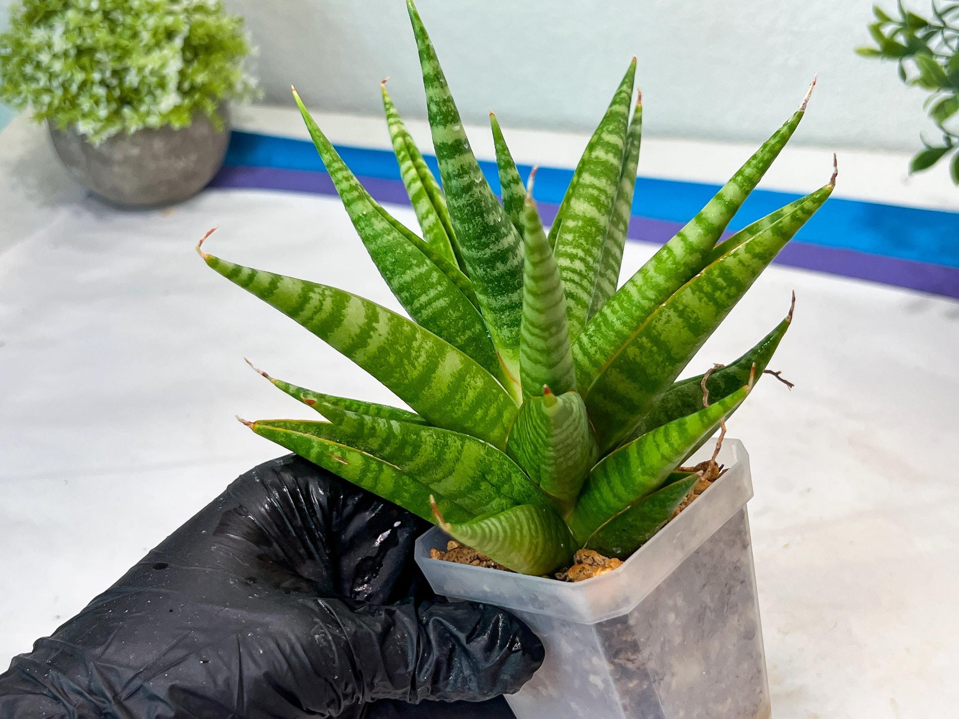 Sansevieria Wali (#Ha90) | Imported Hybrids