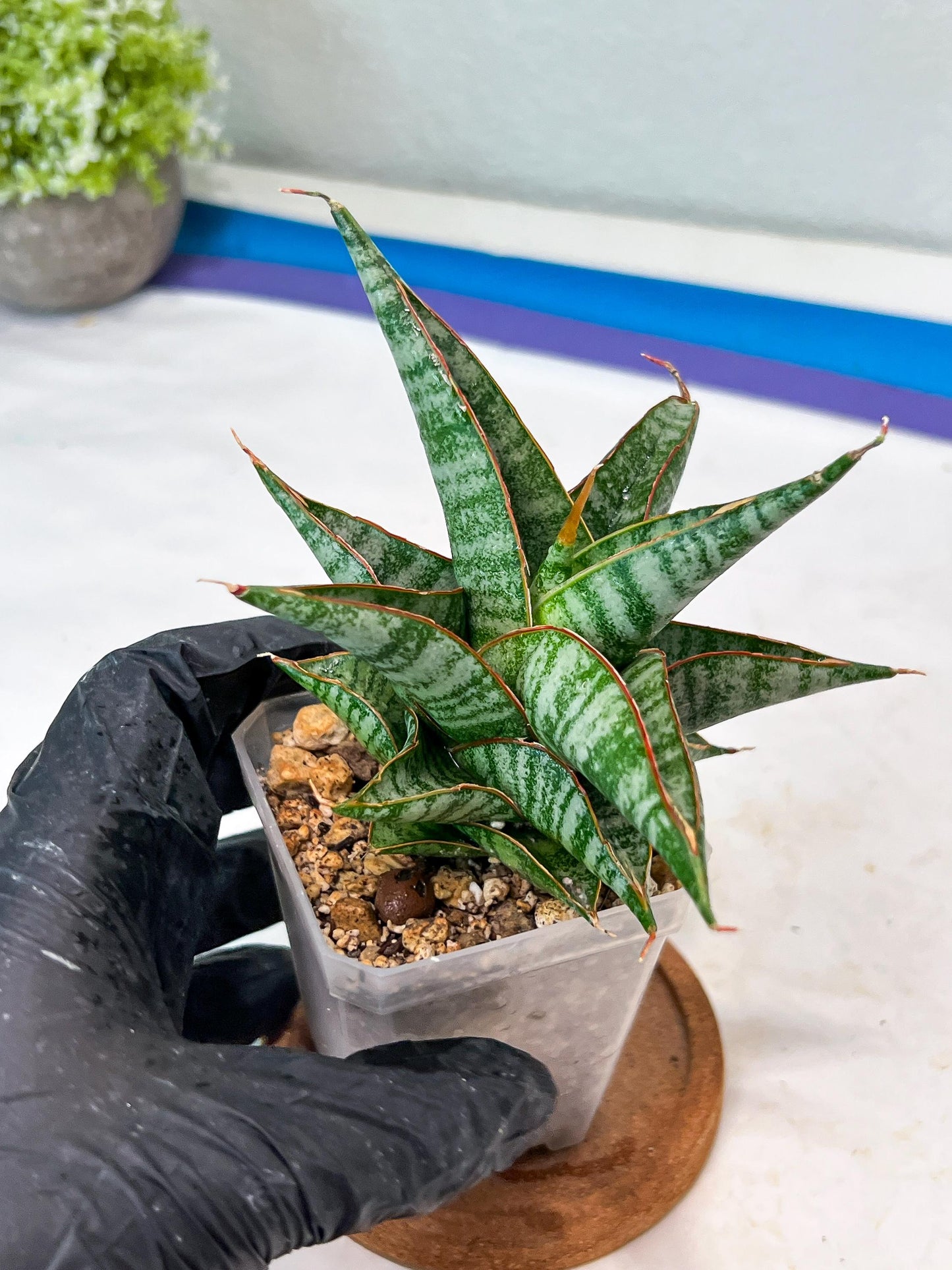 Sansevieria Ghuto Hybrid (#Ha92) | Imported Plant