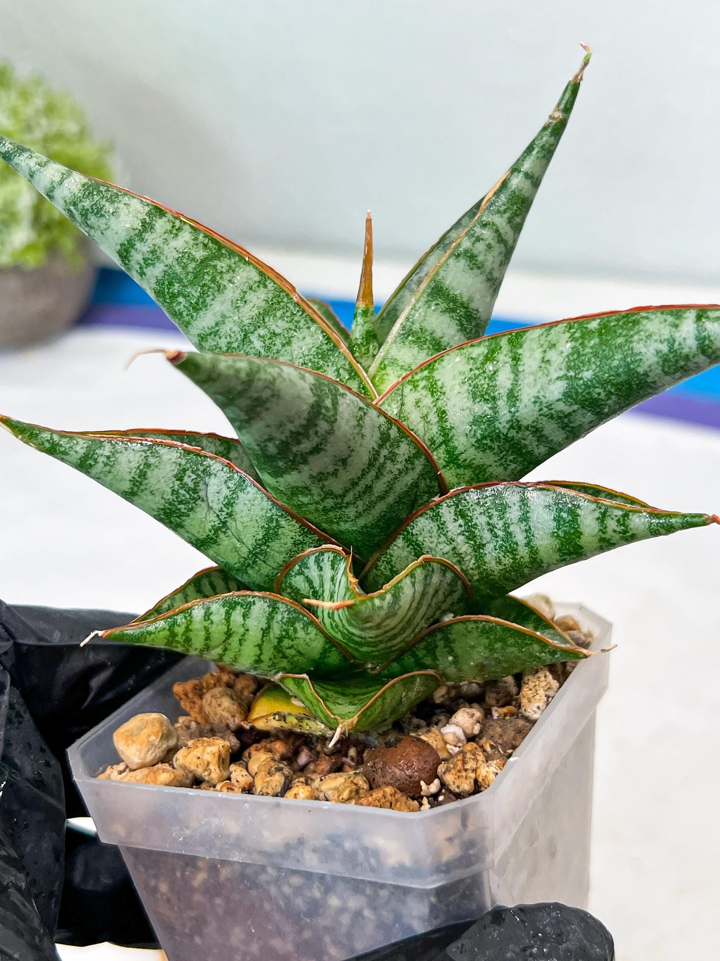 Sansevieria Ghuto Hybrid (#Ha92) | Imported Plant
