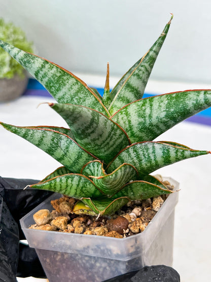 Sansevieria Ghuto Hybrid (#Ha92) | Imported Plant