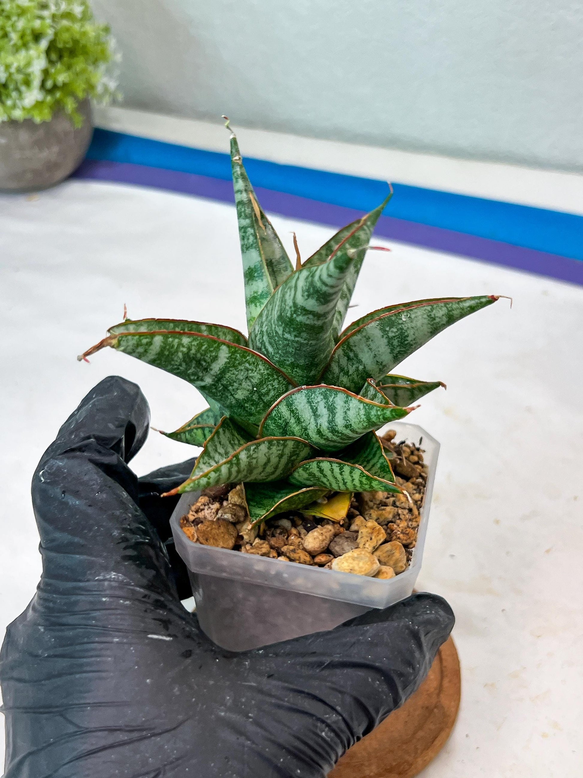 Sansevieria Ghuto Hybrid (#Ha92) | Imported Plant