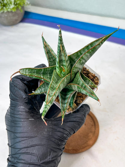 Sansevieria Ghuto Hybrid (#Ha92) | Imported Plant